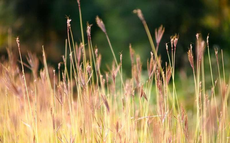 Tempo Traveller Deluxe